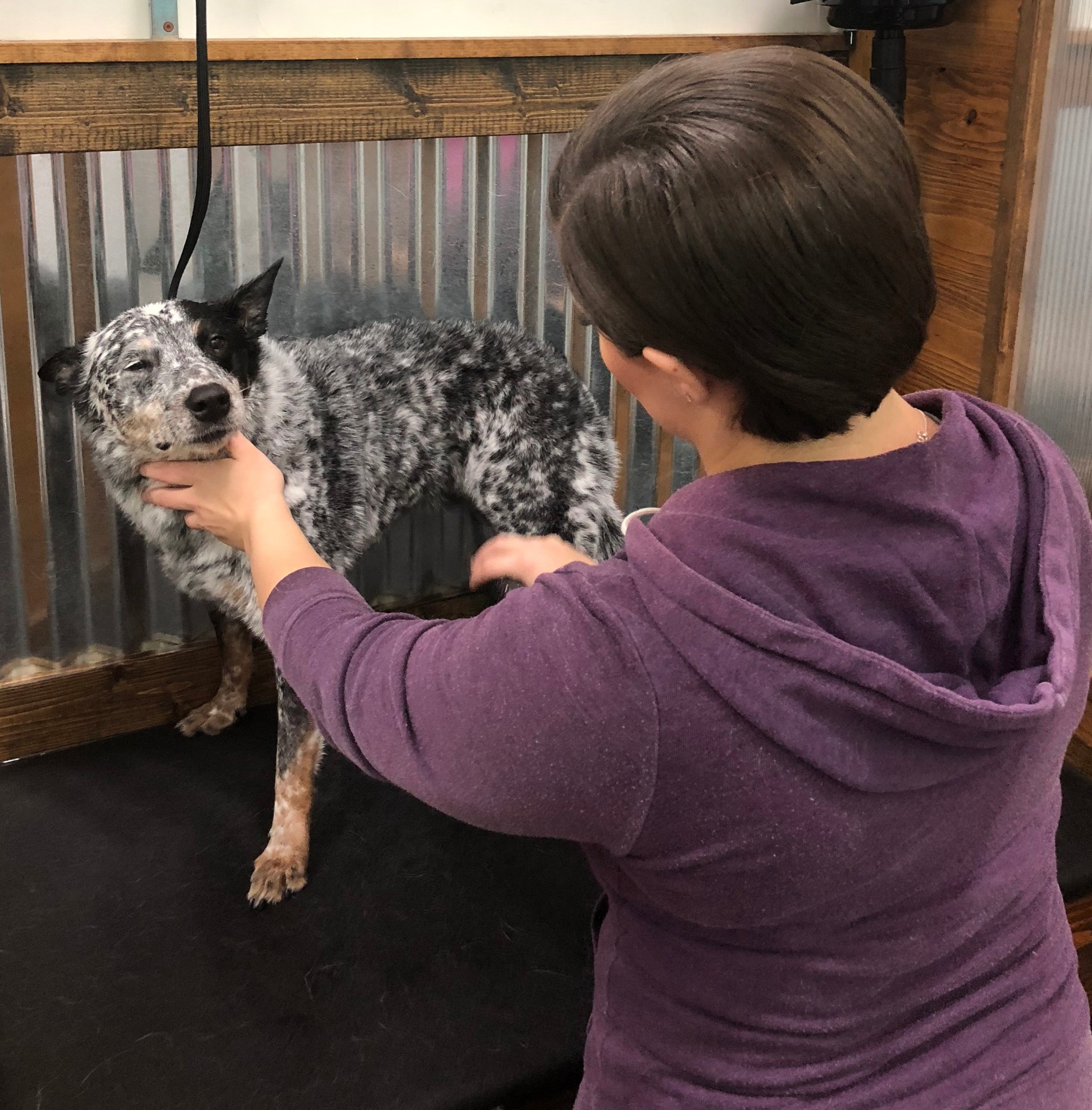 Professional Grooming Table